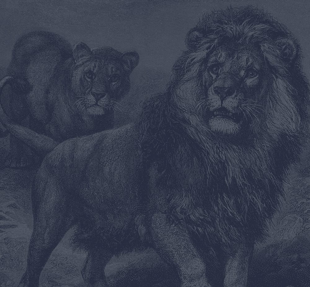 An illustration of the Kakira lion